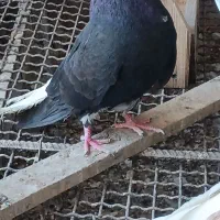 زاغ دم سفید نر