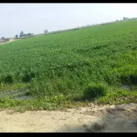 زمین کشاورزی