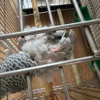 کاسکو دم قرمز