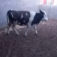 گوساله سیمینتال