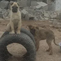 فروش دو قلاده سگ کانگال مناسب نگهبانی