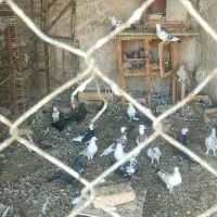 کفتر