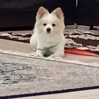 سگ پامر روباهی نر