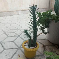 گل کاکتوس