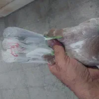 کفتر مهر خورده گرفتنی بلندی
