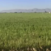 یک-هکتار-زمین-در-کارخانه