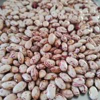 لوبیا چیتی پاک شده