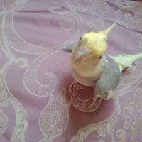 عروس هلندی سخنگو