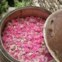 تور گلابگیری فرخد رزرو اختصاصی