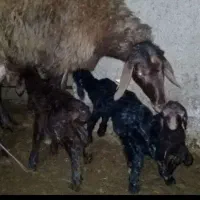 قوچ همو