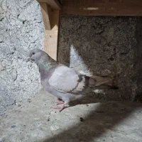 کبوتر|پرنده|محمدشهر, ولدآباد|دیوار