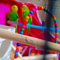 مرغ عشق نروماده براجوجه کشی