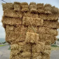 پرس گندم دیم بدون کود وسم ۴۰ت