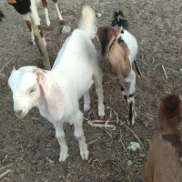 دو بزغاله نر و ماده س ماهه و پنج ماهه