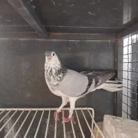 کبوتر
