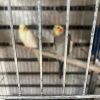عروس هلندی نر ماده