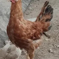 مرغ و خروس محلی