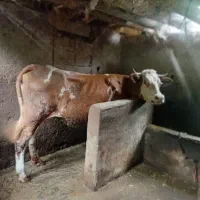 گاو ماده سمینتال
