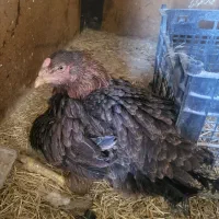 خروس و مرغ کرچ لاری و تخم گذار و جوجه گلین