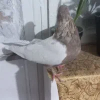 ماده سینه‌ای