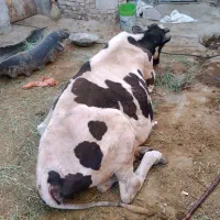 شکسته زمین گیر کسل گاو گوساله فروش خرید