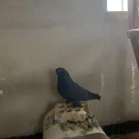 کبوتر