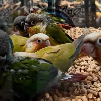 گرینچیک راهب اقساطی بیات پرروت