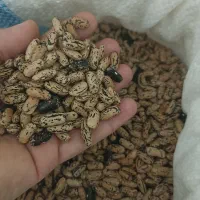 لوبیا چیتی وپاچ باقلا محلی برای کاشت پاییز