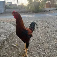 خروس لاری