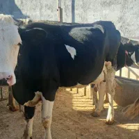 ۳ راس گاو با گوساله نر