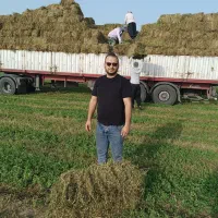 یونجه مغان و کلش گندم