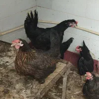 مرغ جوان تخم گذار
