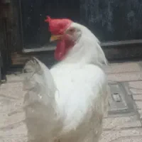 خروس