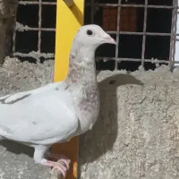 کله هما ماده جوان