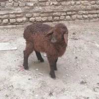 بره ماده کردی