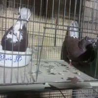 کفتر