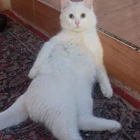 خدمات پیشه و مهارت