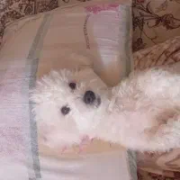 پودل|سگ|کرج, ساماندهی|دیوار