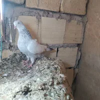 سینه سوسنی ماده بی عیب بی عیب