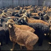 مرکزه فروش دام زنده تعاونی و ارزان بدون واسطه دلال