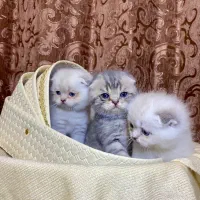 اسکاتیش صورت خرسی