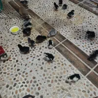 تعداد۱۵عددجوجه گلین