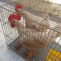 دو عدد جوجه خروس