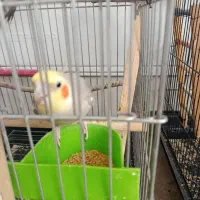 عروس هلندی مولد