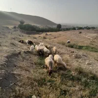 گوسفند فروشی داریاب