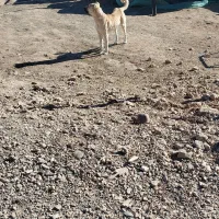 سگ سرابی گله