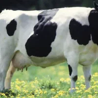 قصاب گاو و گوسفند درب منزل