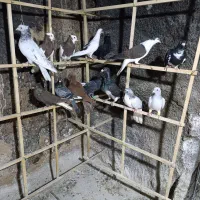 پرنده بی نظیر خوشگل