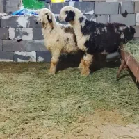 هشت تا بره چاق سالم