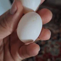 تعدادی تخم کفتر